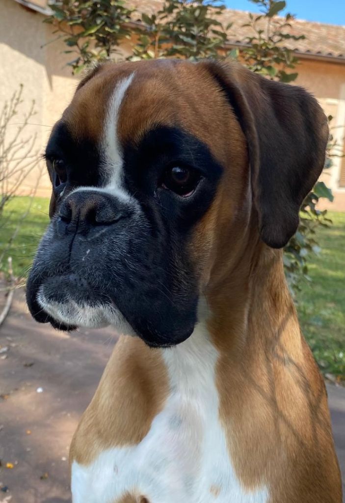 Prada De Phileas Dog