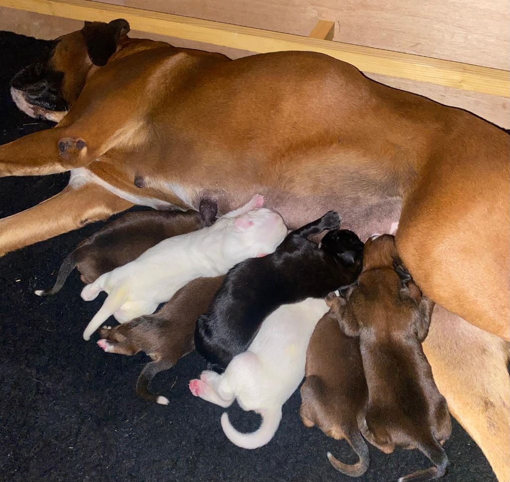 Chiot Boxer Of Floki's Story Suite