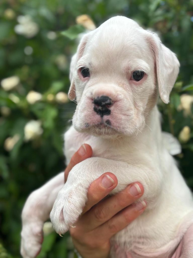 Of Floki's Story Suite - Chiots disponibles - Boxer