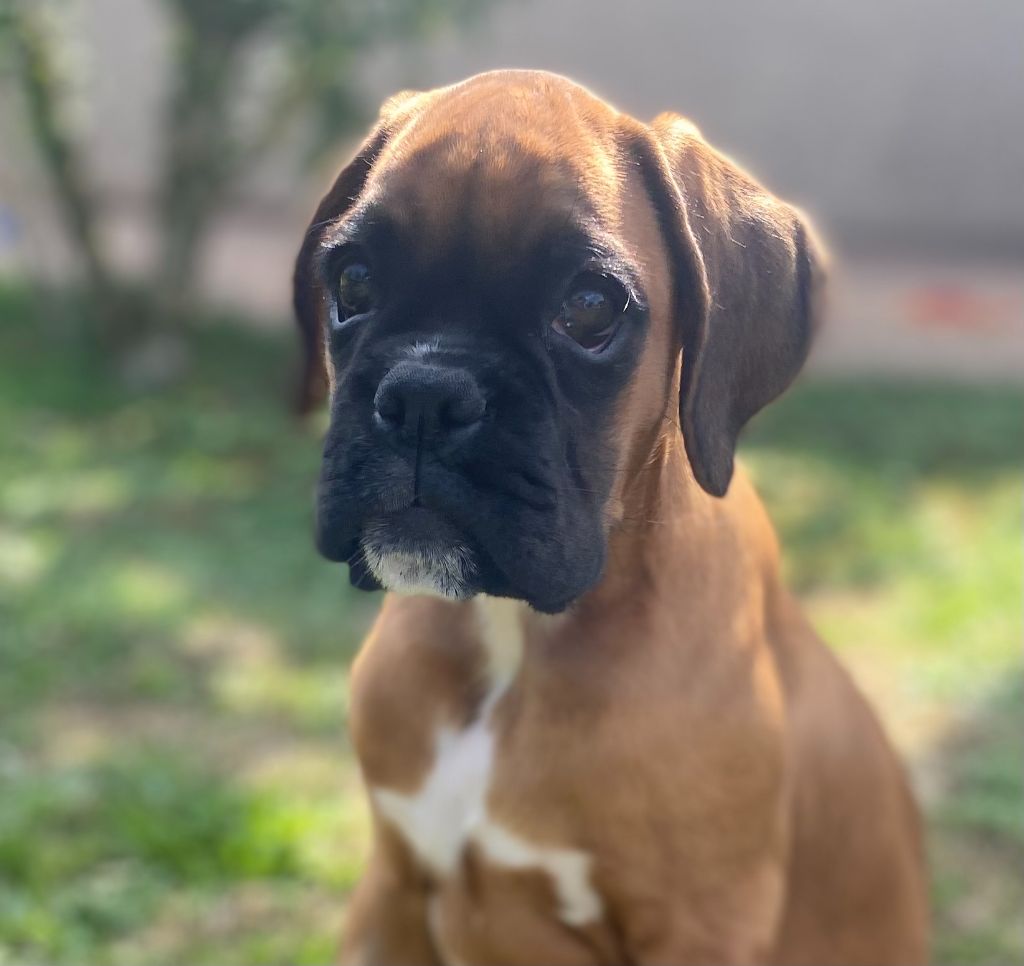 Of Floki's Story Suite - Chiots disponibles - Boxer