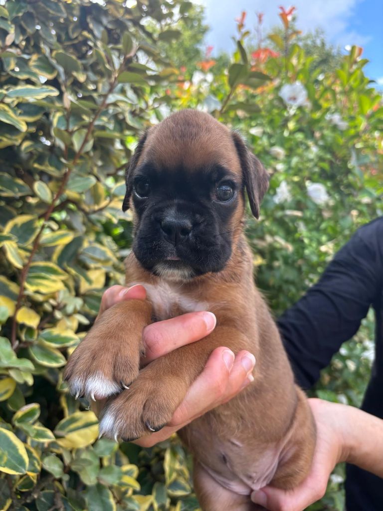 Of Floki's Story Suite - Chiots disponibles - Boxer