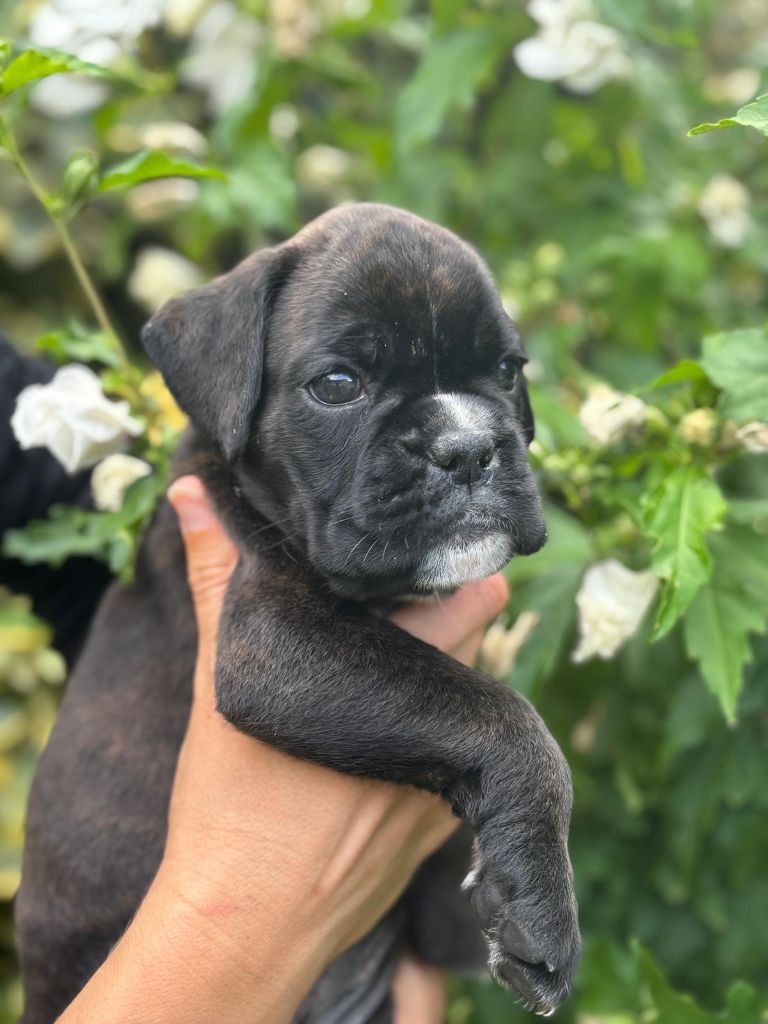 Of Floki's Story Suite - Chiots disponibles - Boxer